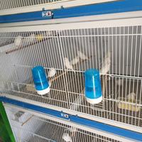 SPLENDIDI CANARINI di vari colori