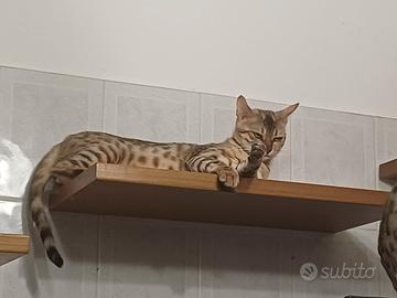 Gatto del bengala