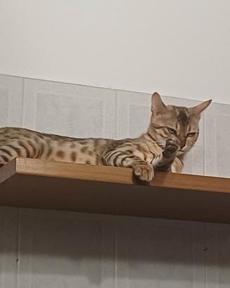 Gatto del bengala
