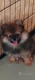 volpino Pomerania Spitz tedesco nano 