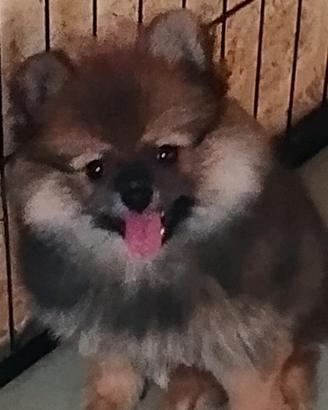 volpino Pomerania Spitz tedesco nano 