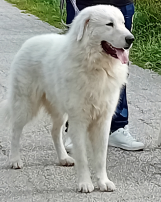 Pastore Abruzzese Maremmano