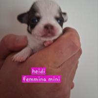 Femmina chihuahua tg minuscola