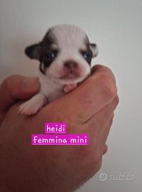 Femmina chihuahua tg minuscola