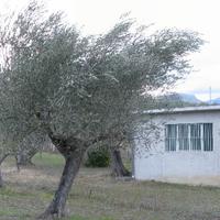 Terreno a Tocco Da Casauria contrada Marano