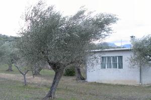 Terreno a Tocco Da Casauria contrada Marano