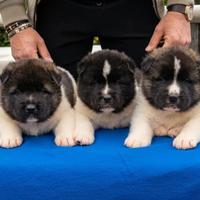 Akita americano