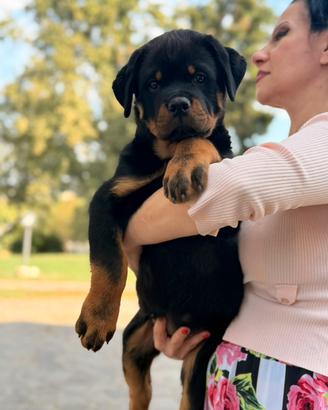 Cucciolo Rottweiler 90 giorni pagamenti agevolati