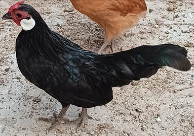 Bantam Java (gallo)