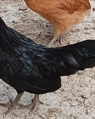 Bantam Java (gallo)