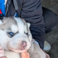 Cuccioli di siberian husky