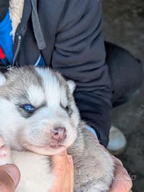 Cuccioli di siberian husky