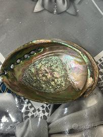 Conchiglia di Abalone