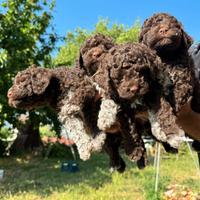 Cuccioli Lagotto Romagnolo
