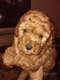 Barboni nani rossi. Barboncini nani red