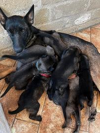 Cuccioli di pastore malinois