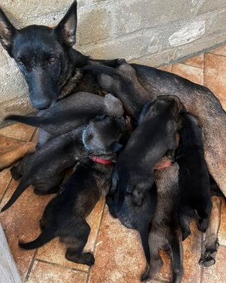 Cuccioli di pastore malinois