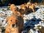 Immagine 25