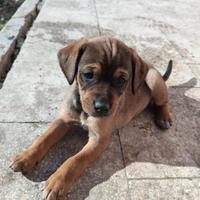 Dono cuccioli