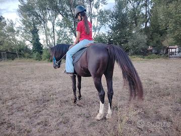 pony lezioni e percorsi