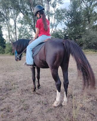 pony lezioni e percorsi