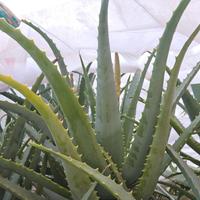 piante di aloe 