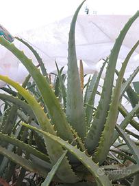 piante di aloe 