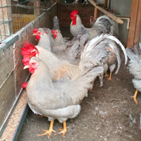 Galline Opal Legbar (incubazione)