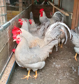 Galline Opal Legbar (incubazione)