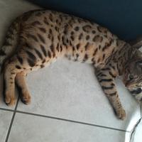 Gatto BENGALA maschio disponibile ACCOPPIAMENTO