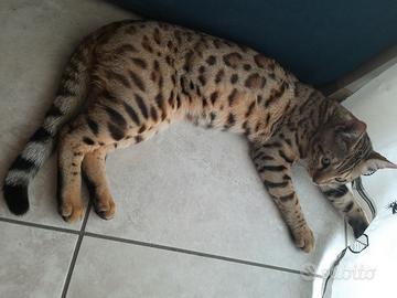 Gatto BENGALA maschio disponibile ACCOPPIAMENTO