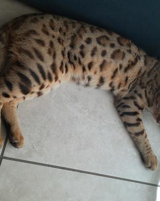Gatto BENGALA maschio disponibile ACCOPPIAMENTO