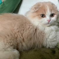 Gatto Scottish Fold highland