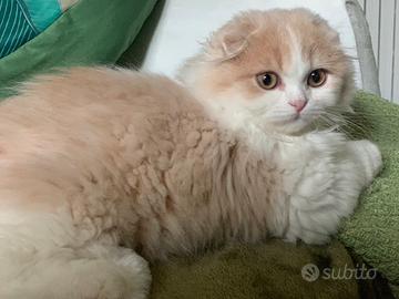 Gatto Scottish Fold highland