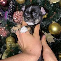 Cucciolo di chihuahua con pedigree enci