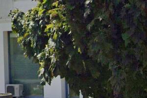 Tatuaggi/Ambulatorio/ fisioterapia/centro estetico