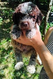 Cuccioli lagotto romagnolo