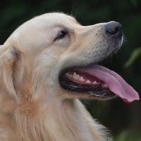 GOLDEN RETRIEVER disponibile per MONTA