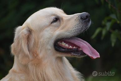 GOLDEN RETRIEVER disponibile per MONTA