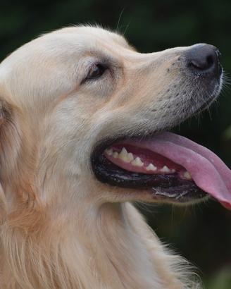 GOLDEN RETRIEVER disponibile per MONTA