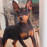 Cucciolo di Pinscher nano