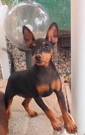 Cucciolo di Pinscher nano