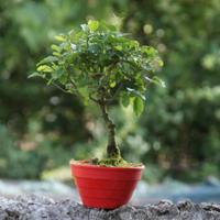 Bonsai Ligustro