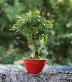 Bonsai Ligustro