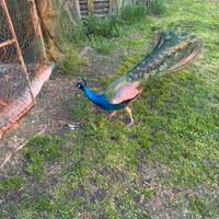 Pavoni comuni vendita