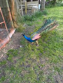 Pavoni comuni vendita