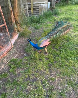 Pavoni comuni vendita