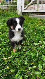Cuccioli pastore australiano
