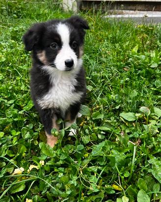 Cuccioli pastore australiano
