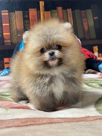Cuccioli di Pomerania spitz nano